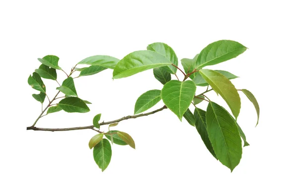 stock image Branch of Indian olive isolated on white background.