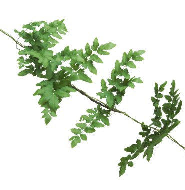 Climbing fern leaves isolated on white background.