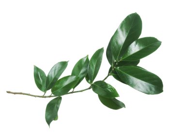 Branch of green leaves isolated on white background. clipart