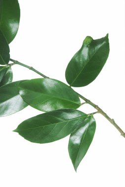 Beyaz arkaplanda yay yeşil yapraklı dal.