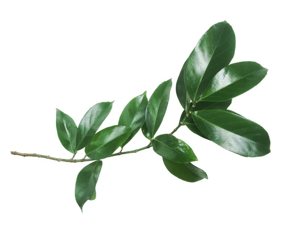 Branch of green leaves isolated on white background.