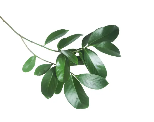 Zweig Der Grünen Blätter Isoliert Auf Weißem Hintergrund — Stockfoto