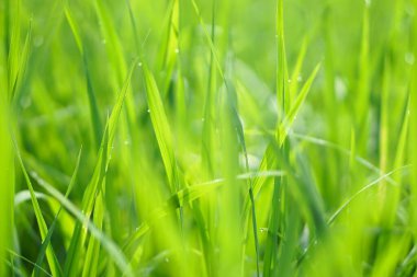 Çeltik tarlasında genç yeşil pirinç ağacı