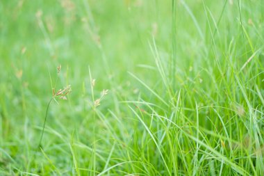 Sabah Yeşil Çimen Arkaplanı