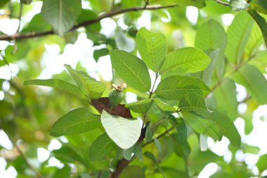 Yeni doğan guava ağaçta..