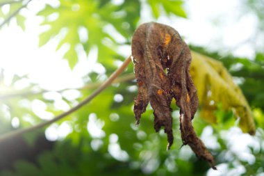 Bir zamanlar canlı bir papaya yaprağı, şimdi doğanın yaşam ve ölüm döngüsünün bir kanıtı..