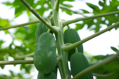 Yeşil, olgunlaşmamış meyvelerle dolu bir papaya ağacı..