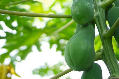 Yeşil, olgunlaşmamış meyvelerle dolu bir papaya ağacı..