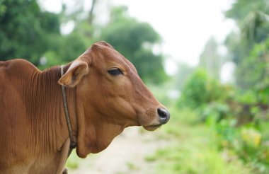 Kırsal kesimde kahverengi bir buzağı..
