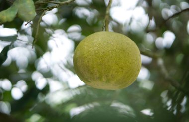Olgun, yeşil bir çiçek dalı sarkıyor, yemyeşil yapraklarla çevrili..