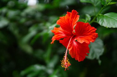 Canlı kırmızı bir Hibiscus rosa-sinensis yemyeşil bir zemin üzerinde çiçek açar..