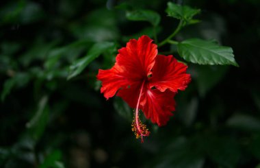 Canlı kırmızı bir Hibiscus rosa-sinensis yemyeşil bir zemin üzerinde çiçek açar..