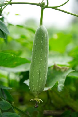 Yeşil bir kabak, sünger kabağı (Luffa aegyptiaca) bir sarmaşığa asılır..