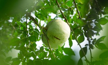 A Stone Apple (Aegle Marmelos) hanging from a tree branch. clipart