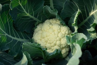 Canlı yeşil yapraklarının arasına yerleşmiş karnabahar kafasının yakın çekimi. Taze, sağlıklı bir sebze hasat için hazır..