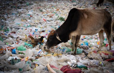 İnekler ve tavuklar büyük çöp yığınlarında yiyecek aradılar. Çevre kirliliği ve atıklarının acımasız bir resmi.