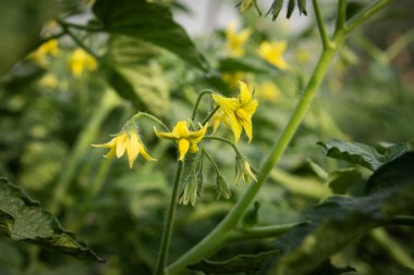 Canlı sarı domates çiçek açmaya hazır..