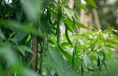 Bahçede yemyeşil yaprakları olan bir bitkinin üzerinde yetişen yeşil biberlerin yakın çekimi..
