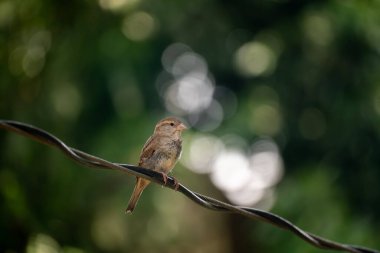 Bir ev serçesi (Passer domesticus) bulanık yeşil bokeh arkaplana sahip bir tel üzerine tünemiştir..