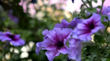 Yaz parkında güneş ışığında petunya çiçekleri