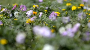 Petunya çiçek tarhı hilekarlık oyunu