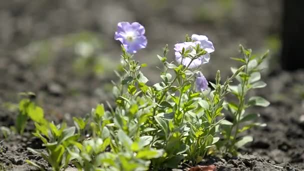 Petúnia Flores Luz Sol Verão — Vídeo de Stock