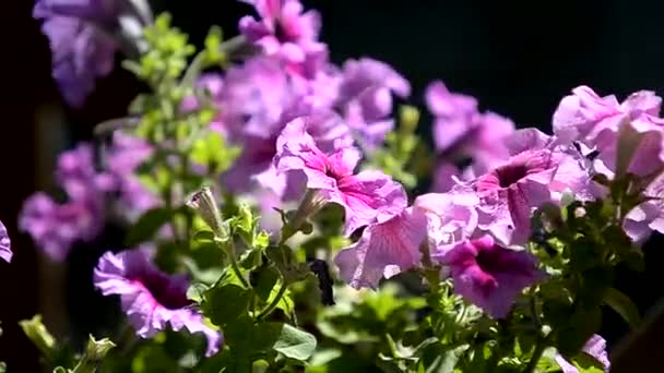 Petúnia Flores Luz Sol Verão — Vídeo de Stock