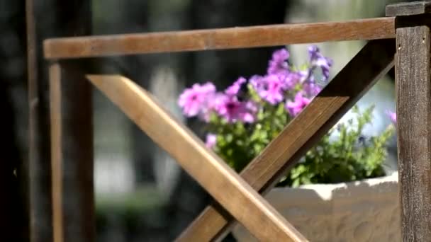 夏の公園の太陽の下でのペチュニアの花 — ストック動画
