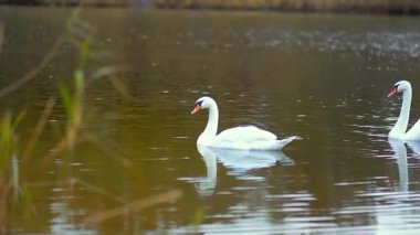 Bir çift beyaz kuğu sonbahar gölünde yüzüyor. Hayvanlar, kuşlar ve vahşi yaşam