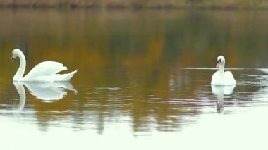 Bir çift beyaz kuğu sonbahar gölünde yüzüyor. Hayvanlar, kuşlar ve vahşi yaşam