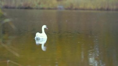 Bir çift beyaz kuğu sonbahar gölünde yüzüyor. Hayvanlar, kuşlar ve vahşi yaşam