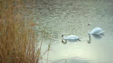 Bir çift beyaz kuğu sonbahar gölünde yüzüyor. Hayvanlar, kuşlar ve vahşi yaşam
