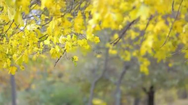 Sonbahar sarı akçaağaç yaprakları rüzgarda sallanıyor.