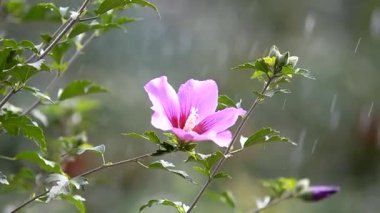 Pembe bir amber çiçeğinin yakın çekimi. Güzel çiçek parkı. Doğa üzerine su damlaları.