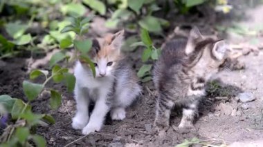 Çiçekli küçük kedi yavrusu. Renkli geçmişi olan sevimli hayvanlar..