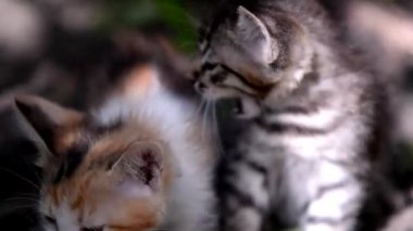 Çiçekli küçük kedi yavrusu. Renkli geçmişi olan sevimli hayvanlar..