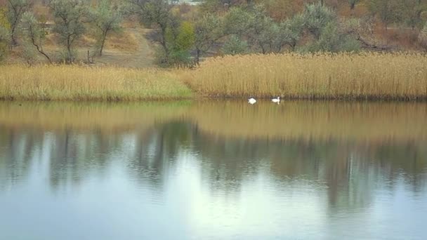 Pereche Lebede Albe Înoată Lac Toamnă Animale Păsări Animale Sălbatice — Videoclip de stoc