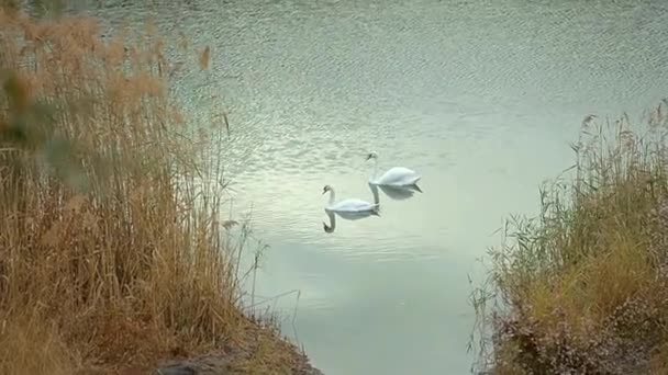 은가을 호수에서 헤엄친다 — 비디오