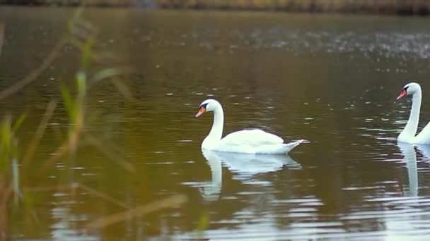 Par Cisnes Brancos Nadam Lago Outono Animais Aves Animais Selvagens — Vídeo de Stock