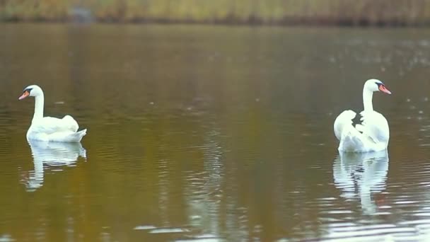 Para Białych Łabędzi Pływa Jesiennym Jeziorze Zwierzęta Ptaki Dzikie Zwierzęta — Wideo stockowe