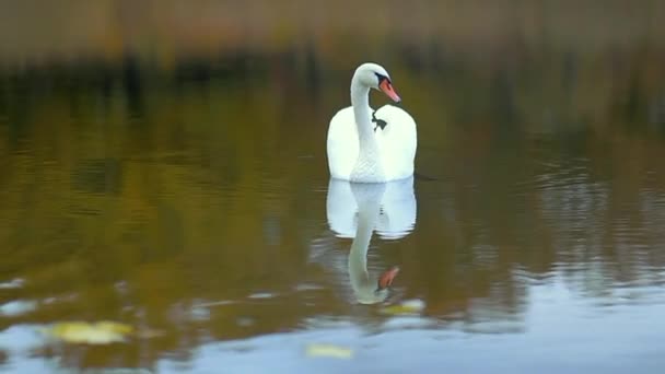 一对白天鹅在秋天的湖上游泳 鸟类和野生动物 — 图库视频影像