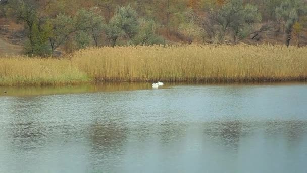 Para Białych Łabędzi Pływa Jesiennym Jeziorze Zwierzęta Ptaki Dzikie Zwierzęta — Wideo stockowe