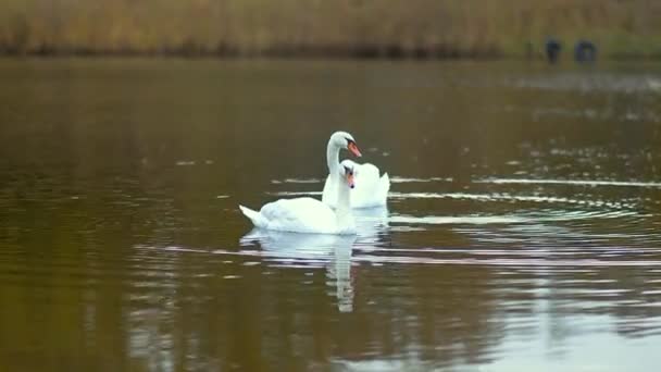 Een Paar Witte Zwanen Zwemmen Een Herfstmeer Dieren Vogels Wilde — Stockvideo