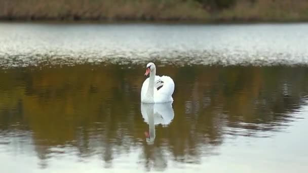 Paio Cigni Bianchi Nuotano Lago Autunnale Animali Uccelli Fauna Selvatica — Video Stock