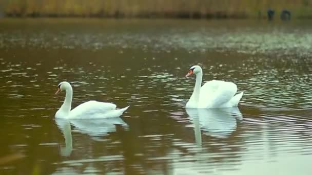 Een Paar Witte Zwanen Zwemmen Een Herfstmeer Dieren Vogels Wilde — Stockvideo