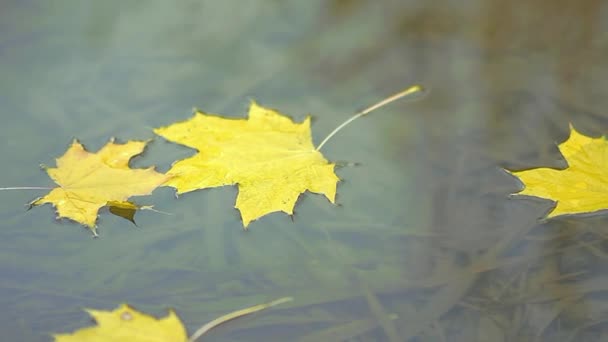 Осенний Кленовый Лист Падает Воду Красивый Пейзаж — стоковое видео