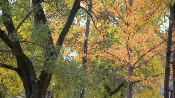 Jesienny Park Żółtymi Wspaniałymi Drzewami Żółte Liście Kołyszą Się Gałęzi — Wideo stockowe