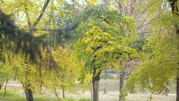 Parc d'automne avec de magnifiques arbres jaunes. Feuillage jaune se balançant sur une branche 