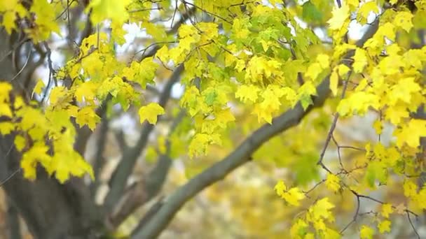 Осень Желтые Кленовые Листья Господствуют Ветру Украшая Природу — стоковое видео