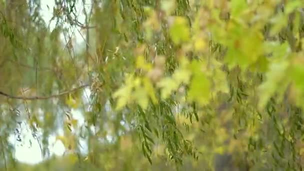 Wiszące Gałęzie Wierzby Jesiennym Parku Żółtymi Liśćmi — Wideo stockowe